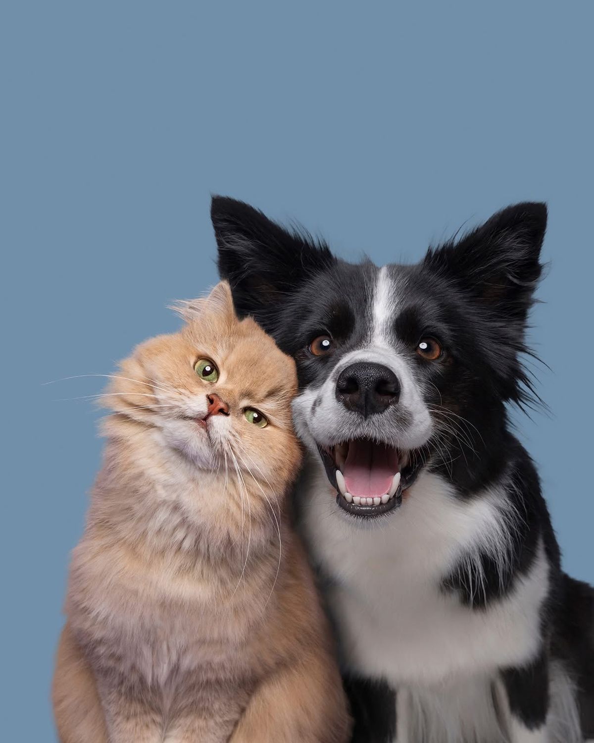 Pet lovers